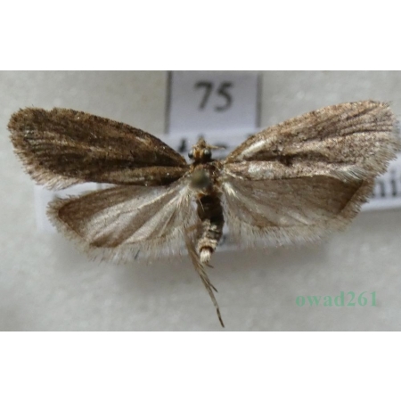 Luquetia lobella (Denis & Schiffermüller, 1775) Czech75